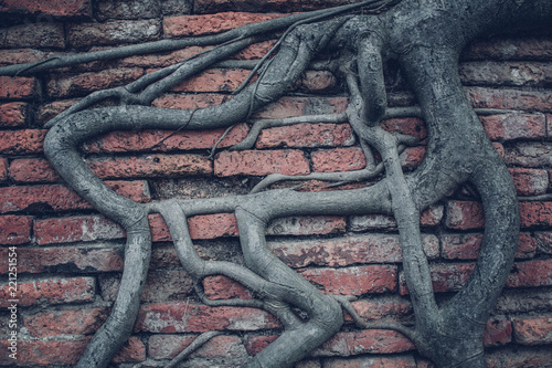 Tree roots on a brick wall.