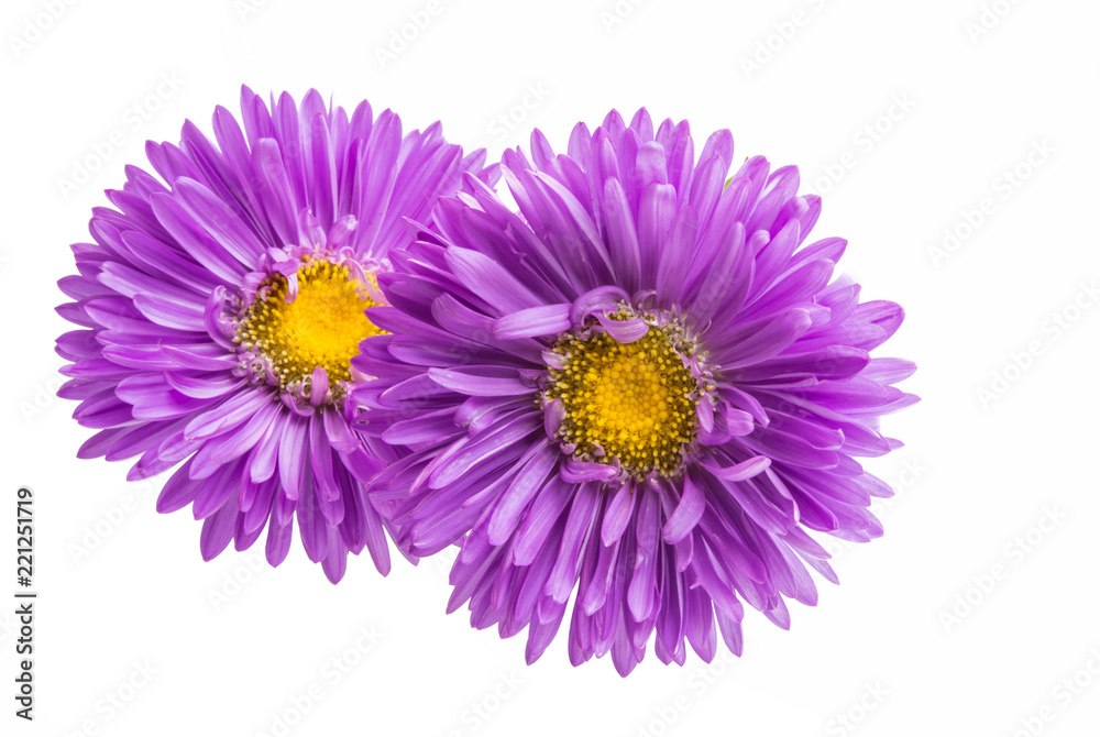 Fototapeta premium flower lilac asters isolated