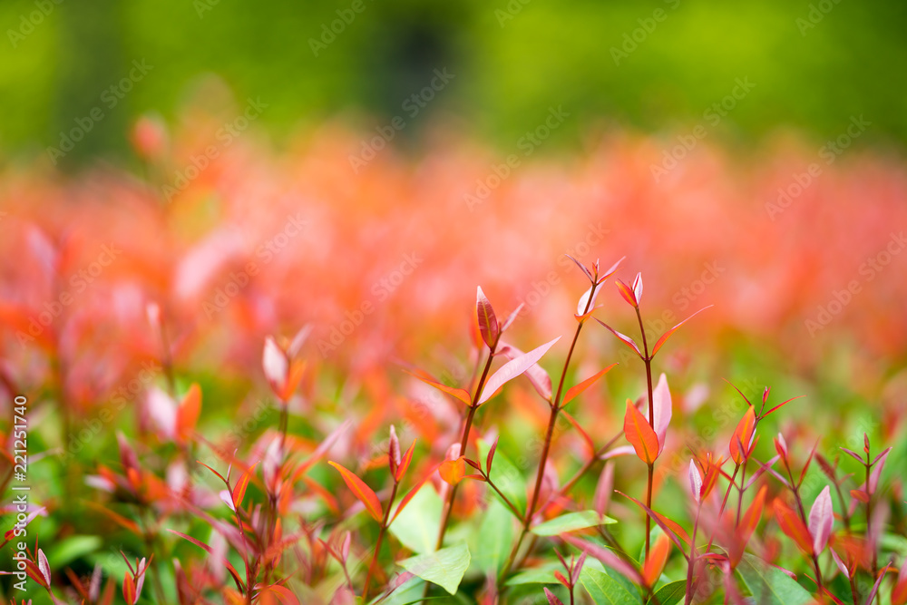 Closeup nature view of red leaf on blurred background in garden Closeup nature view of red leaf on blurred background in garden
