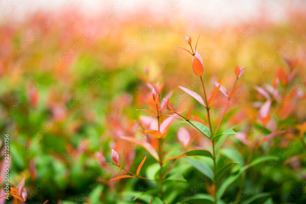 Closeup nature view of red leaf on blurred background in garden Closeup nature view of red leaf on blurred background in garden