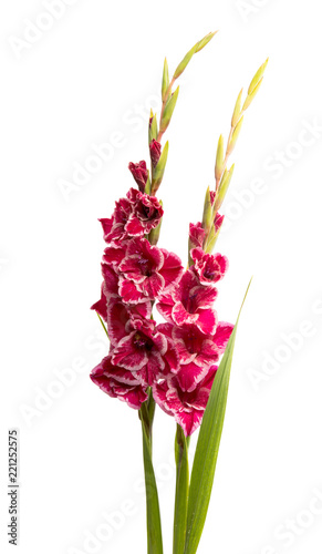 Fototapeta Naklejka Na Ścianę i Meble -  gladiolus flower isolated