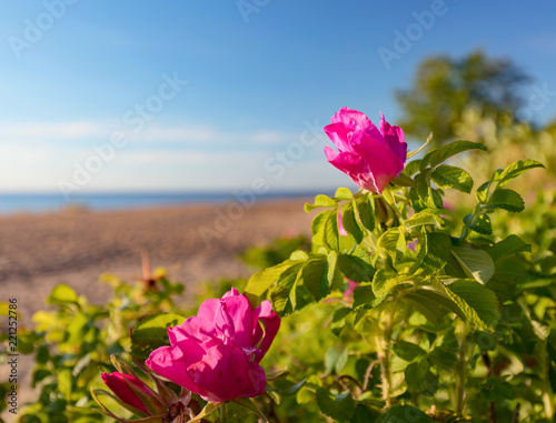 Fototapeta Naklejka Na Ścianę i Meble -  Blooming wild roses on the dunes of the Baltic sea.