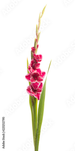 Fototapeta Naklejka Na Ścianę i Meble -  gladiolus flower isolated