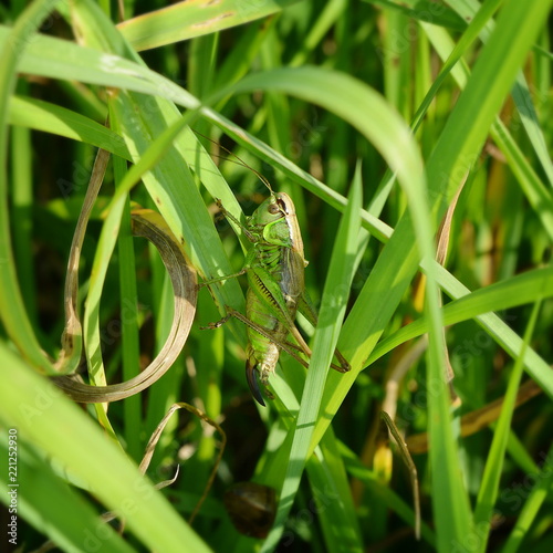 A green grasshopper in the grass