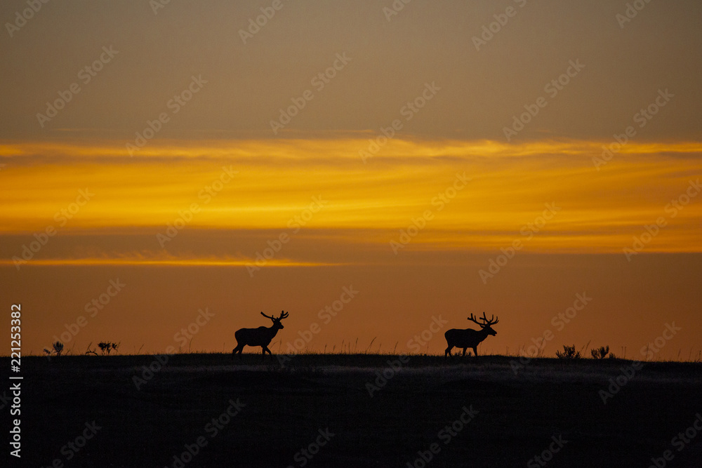 Bull Elk in the Morning Sunrise Bull Elk in the Morning Sunrise