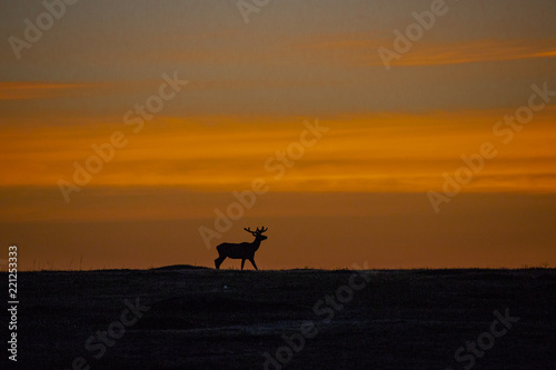 Bull Elk in the Morning Sunrise