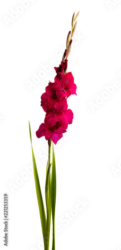Fototapeta Naklejka Na Ścianę i Meble -  gladiolus flower isolated
