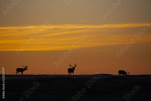 Animals of North Dakota