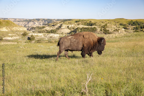 Bison