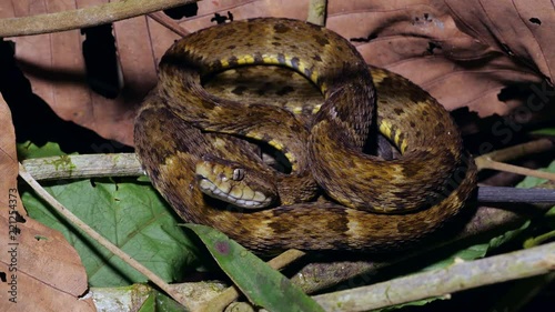 A venomous Fer de Lance (Bothrops atrox) viper on the rainforest floor in the Ecuadorian Amazon. photo