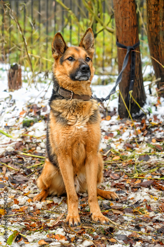portrait of a shepherd dog photo