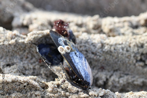 Urlaub am Meer - lachende Miesmuschel mit Seepocken - Augen photo