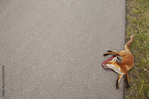 View from above dead red fox at roadside photo