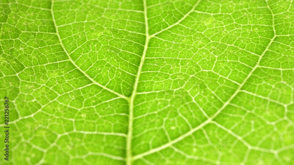Macro shot of green leafs and plants been analyzed Macro shot of green leafs and plants been analyzed