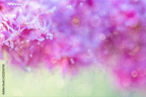Blooming willow Spiraea close up in summer garden on beautiful blurred bokeh green nature background