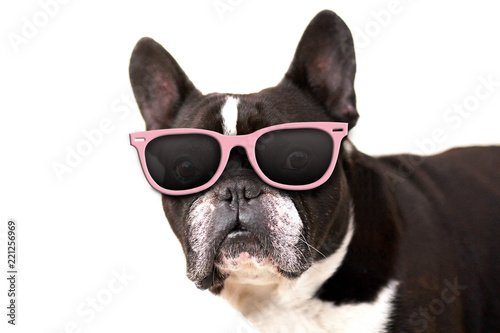 A dog with pink sunglasses stands on a white background. It s a French bulldog. The photo is close up and it is mainly dog head.