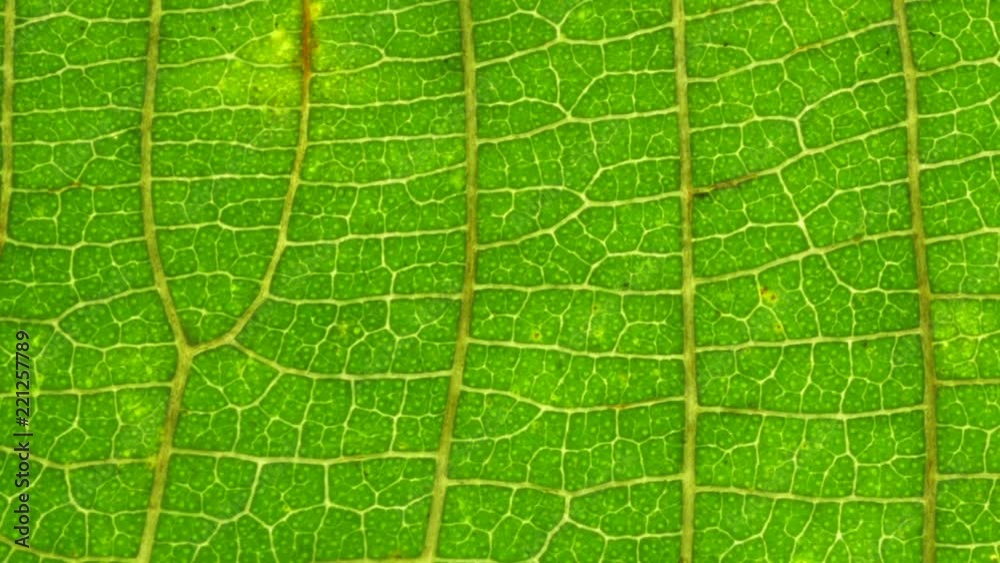 Macro shot of green leafs and plants been analyzed Macro shot of green leafs and plants been analyzed