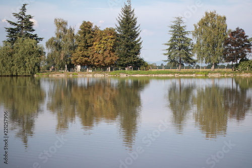 Alberi sul lago
