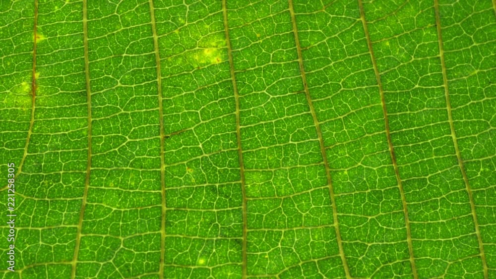 Macro shot of green leafs and plants been analyzed Macro shot of green leafs and plants been analyzed