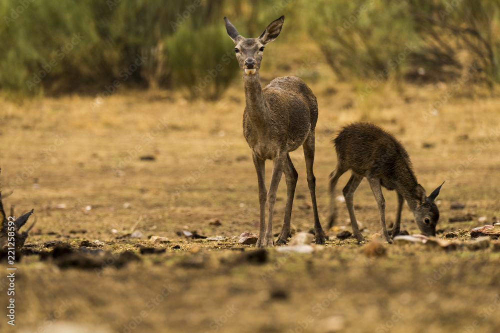 Deer, fawn, group, standing in tehe ground looking for food Deer, fawn, group, standing in tehe ground looking for food