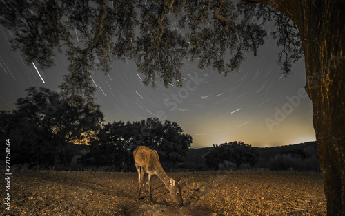 deer (cervus elaphus) group looking for food, tree, night shot © franciscoelias