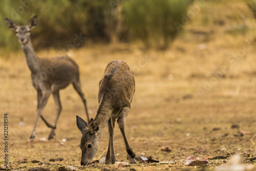 Deer, fawn, group, standing in tehe ground looking for food photo