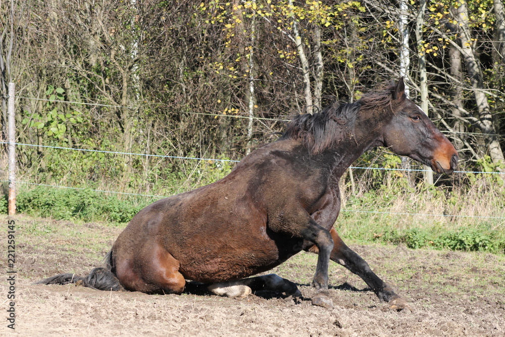 Dark horse rolling in the mud