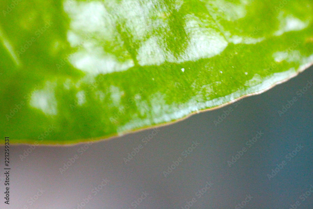 Fototapeta premium Green leaf macro