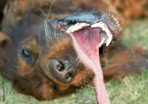 Funny happy irish setter pet dog puppy laughing © Reddogs