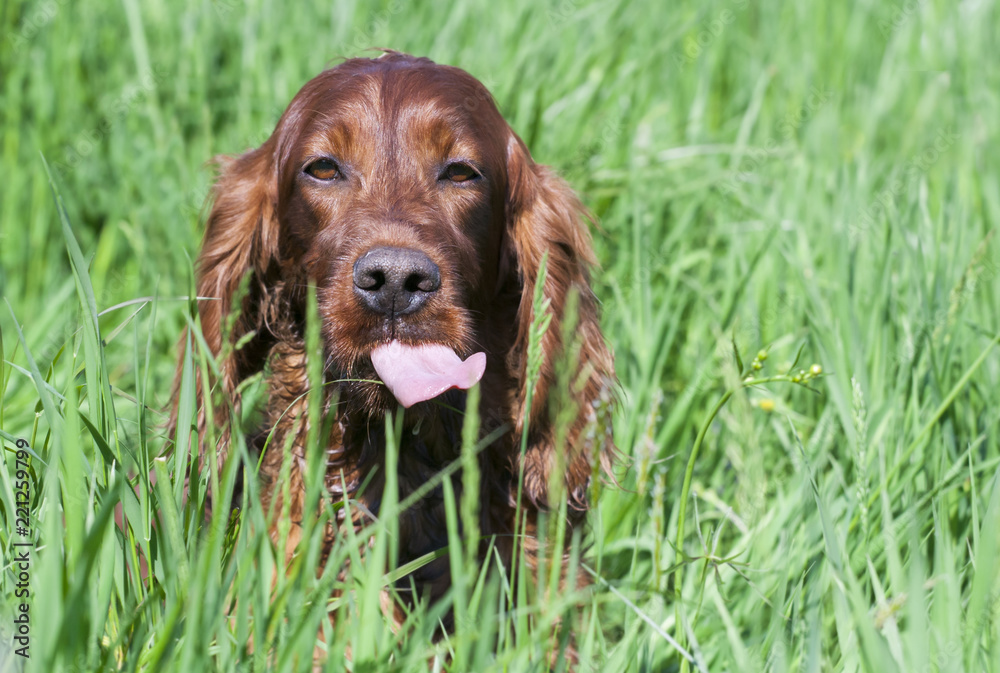 Funny happy irish setter pet dog sitting in the grass and showing his tongue
