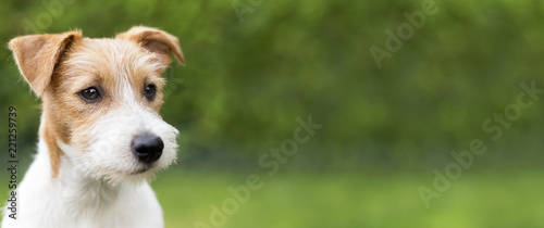 Photo Web banner of a happy cute jack russell terrier puppy pet dog