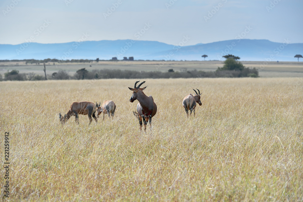 Topiantelope