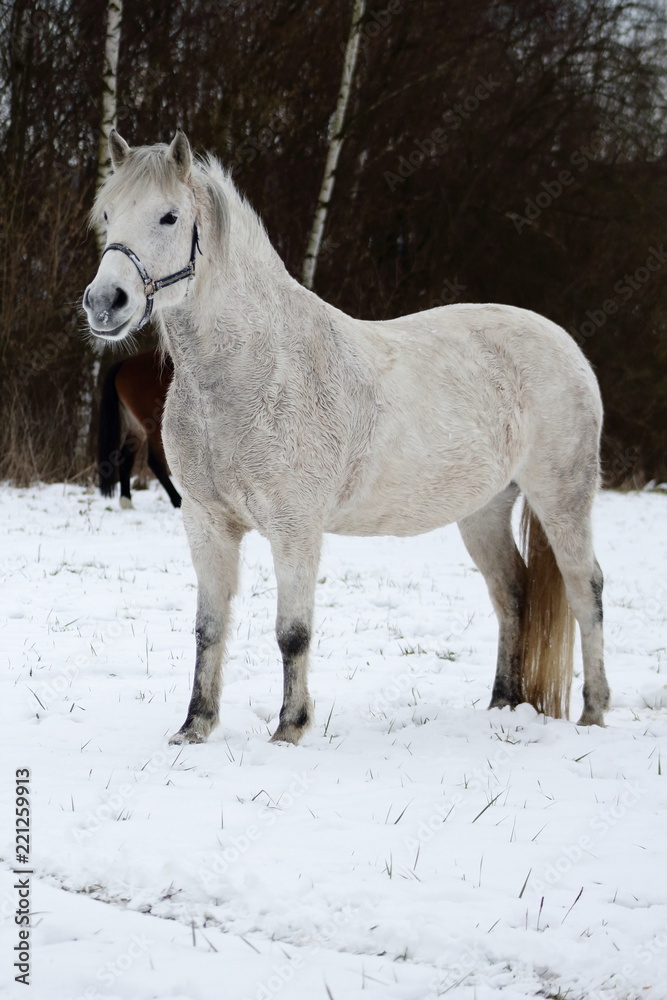 White horse in the snow White horse in the snow