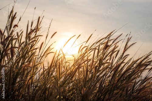Wonderful landscape from the feather grass field in the evening sunset silhouette. serene feeling concept. countryside scenery atmosphere. image for background  wallpaper and copy space.