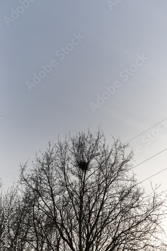 Birds Nest Sitting High Above In Leafless Tree © timallenphoto