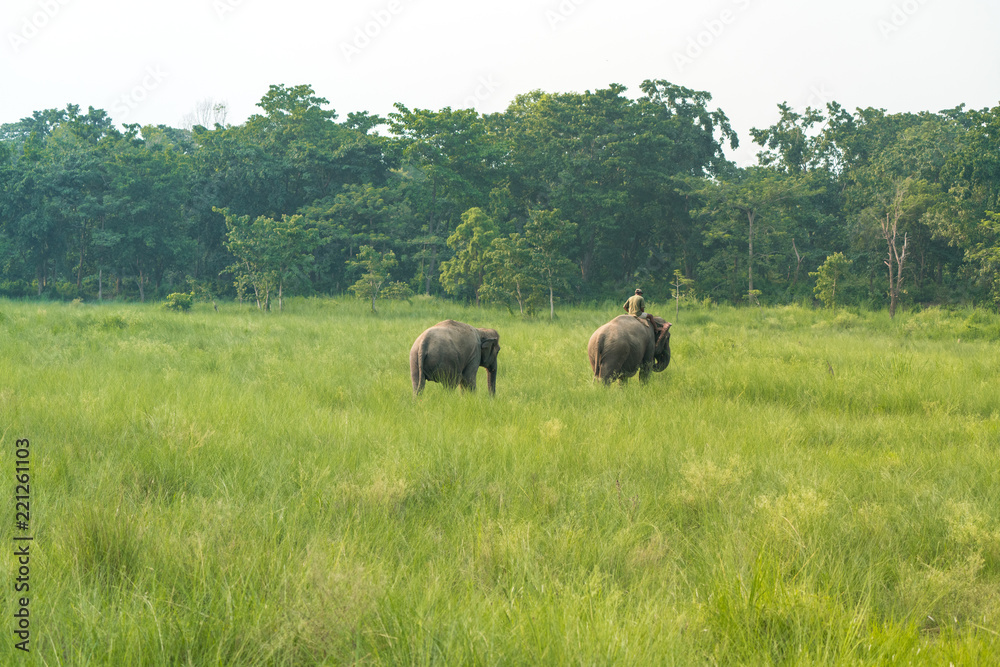 Fototapeta premium Mahout or elephant rider with two elephants
