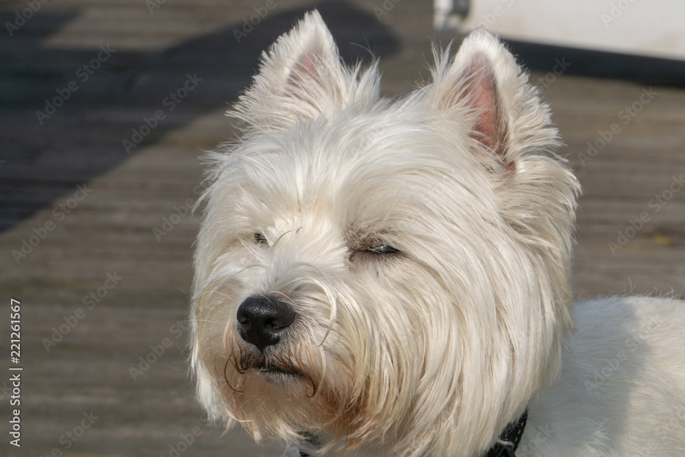 Portrait of a small white dog, West Highland White Terrier Portrait of a small white dog, West Highland White Terrier