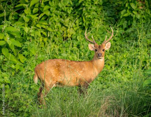 spotted or sika deer in the jungle © Arsgera