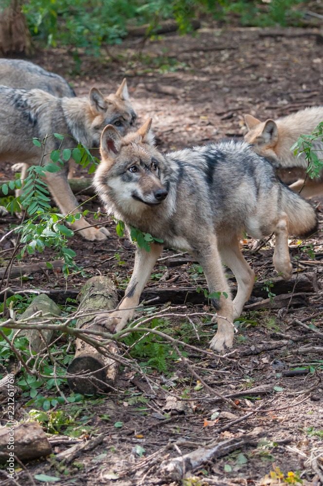 Obraz premium Wolf pack in the forest