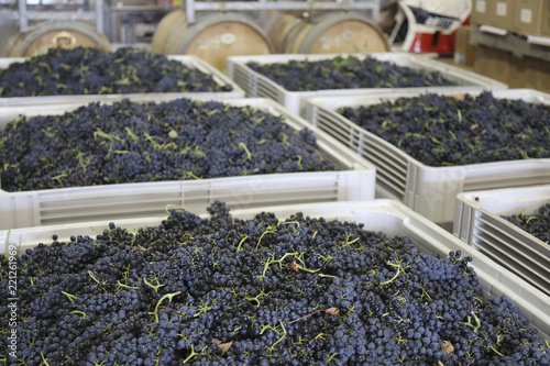 Fresh harvested grapes in large bins in winery photo
