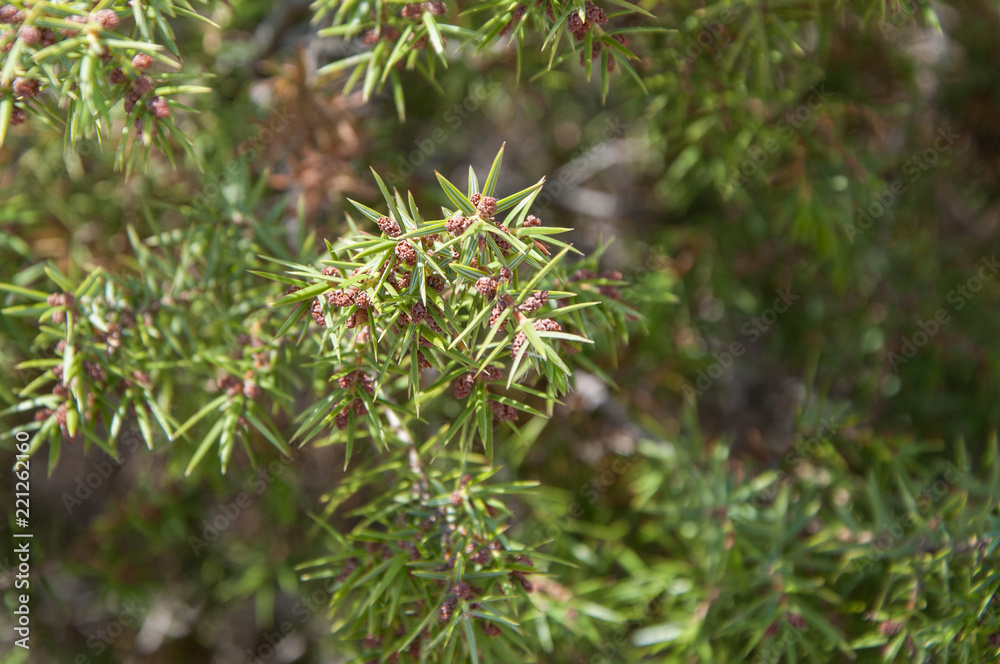 Prickly juniper in the forest. Summer Crimea. June. Prickly juniper in the forest. Summer Crimea. June.