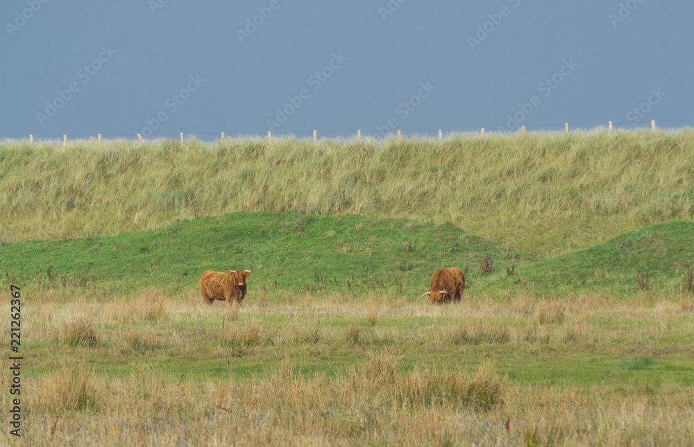 Highland cattle in the field