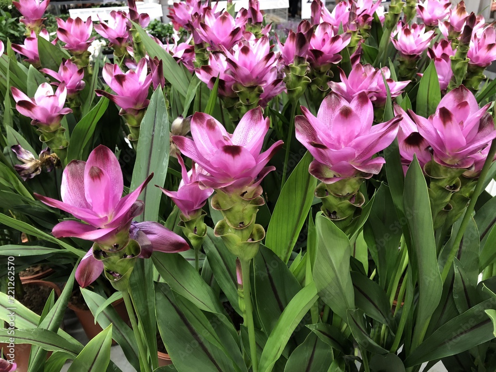 Curcuma flower Curcuma flower