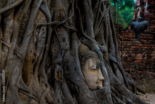Buddha head statue with tree roots at Wat maha Ayutthaya Thailand.