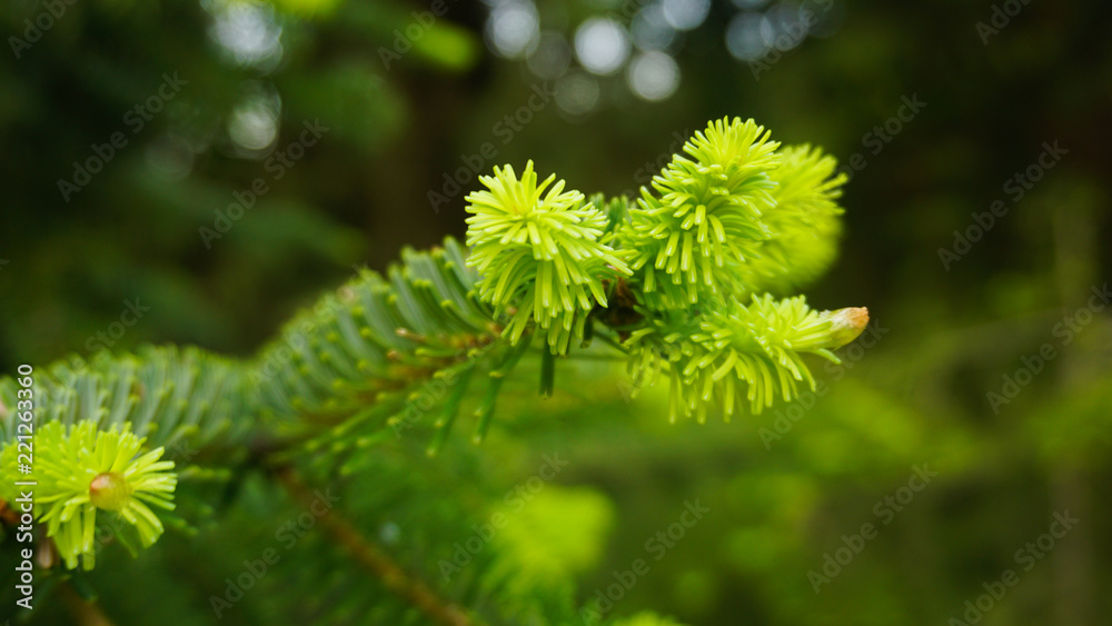 green new pine needle green new pine needle