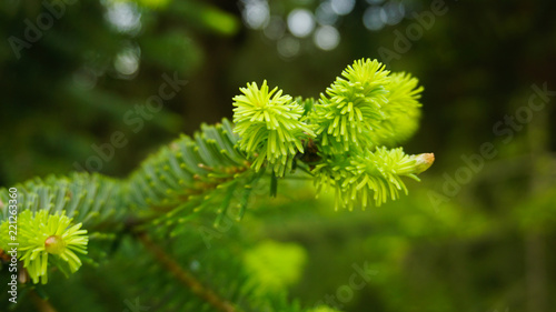 green new pine needle