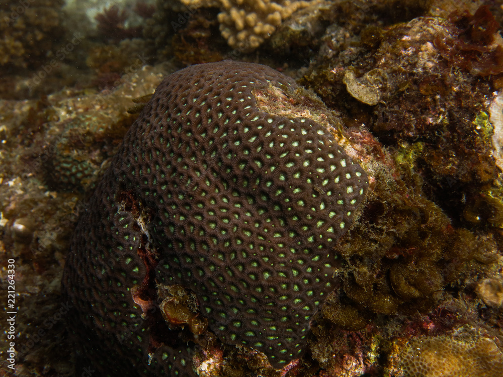 Beautiful coral found at coral reef area at Tioman island, Malaysia Beautiful coral found at coral reef area at Tioman island, Malaysia