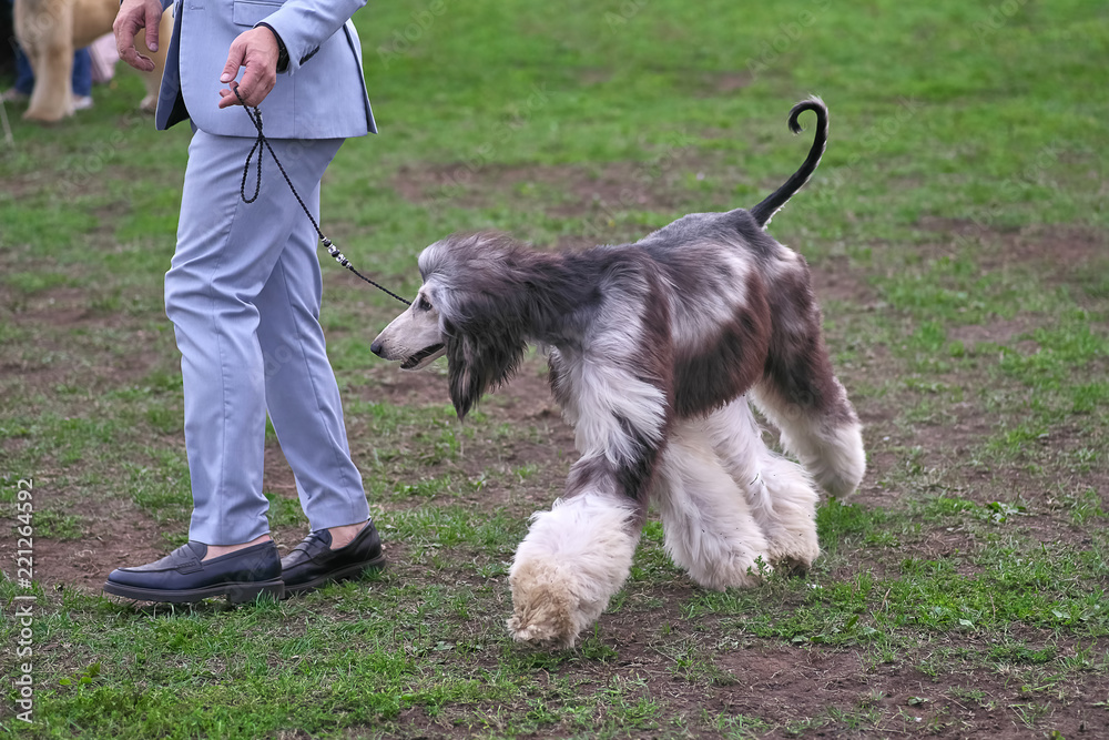 Afghan Hound Elegant Longhair Dog close-up