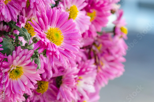 Wundersch  ne Chrysanthemen