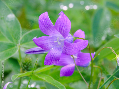 The bluebell flower with a dew drops